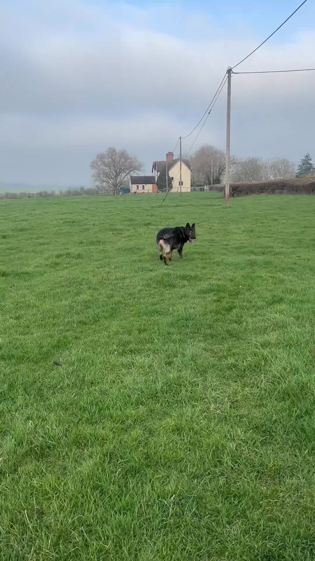 German Shepherd dogs for sale: Flint! - Video 1