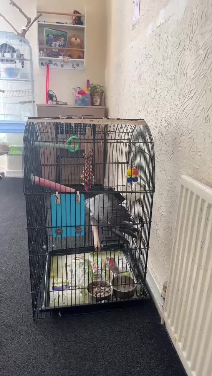 Parrots birds for sale: African grey  - Video 3