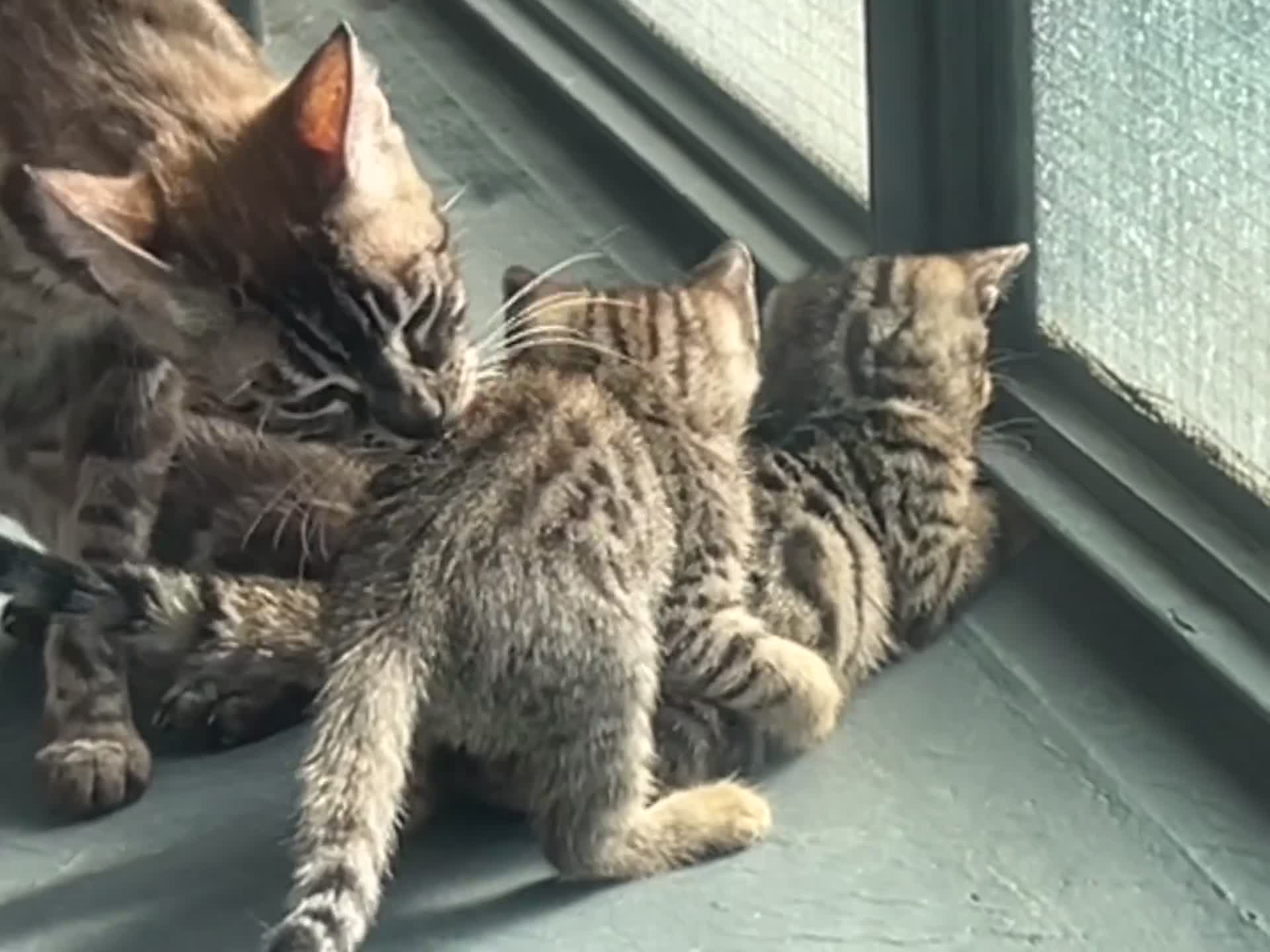 Bengal cats for sale: Pure bengal kittens - Video 5