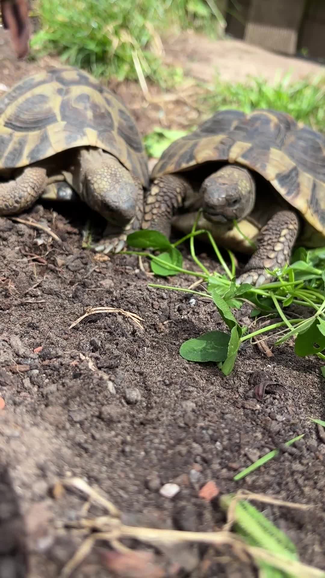 Tortoise reptiles for sale: Hermann's tortoises trio.  2 females and 1 male - Video 3