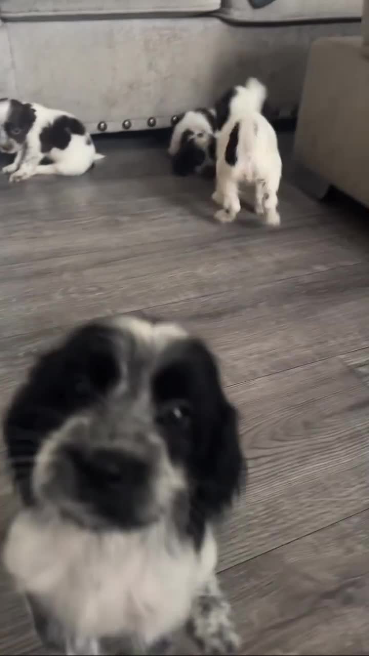 Sprocker dogs for sale: Beautiful Sprocker puppies for sale - Video 1
