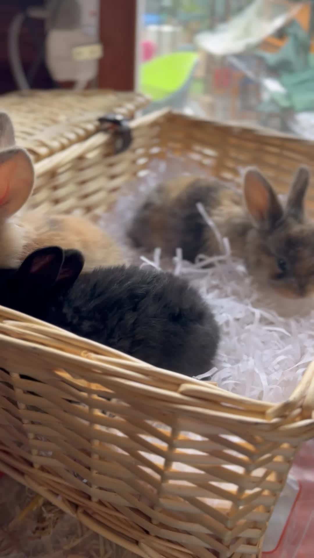 Mini Lop rabbits for sale: Early Summer 2026 - Video 2