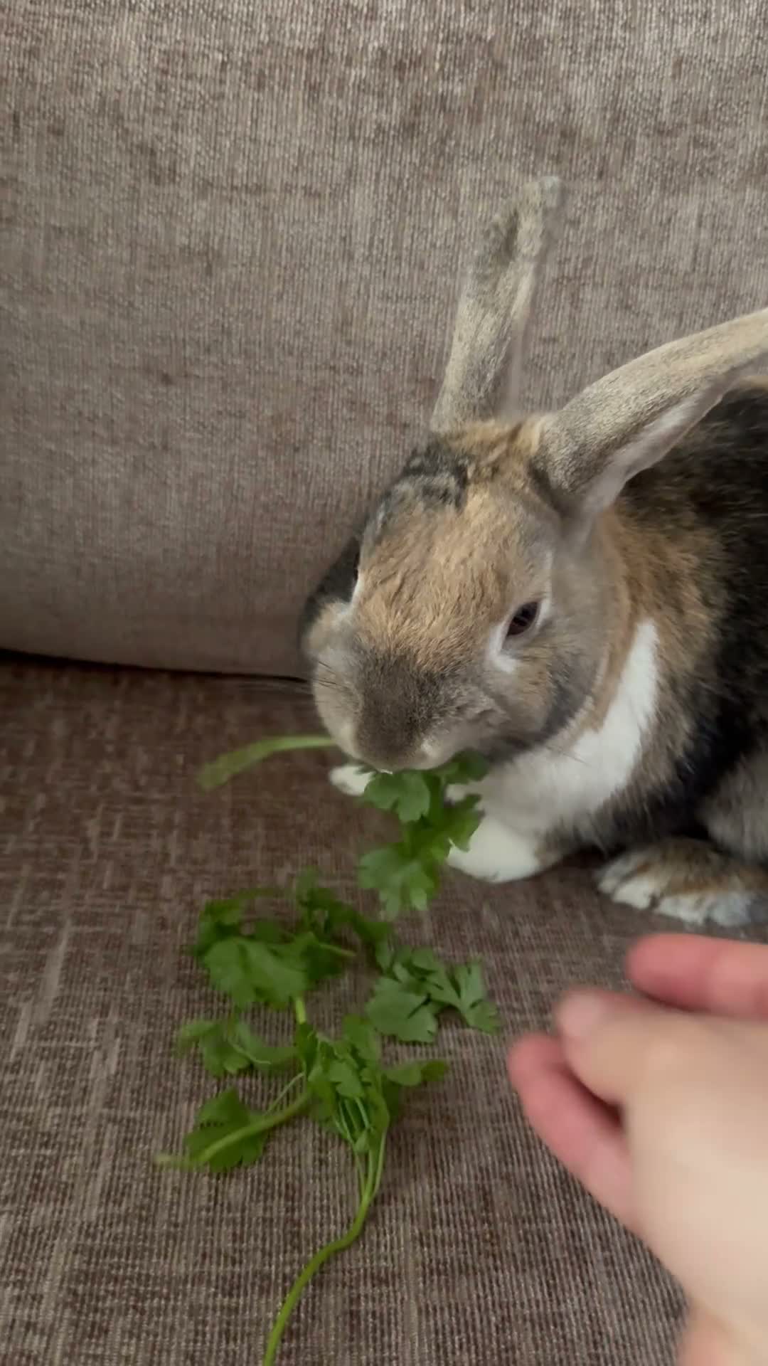 Mixed Breed rabbits for sale: Very friendly bunny in Brighton - Video 1