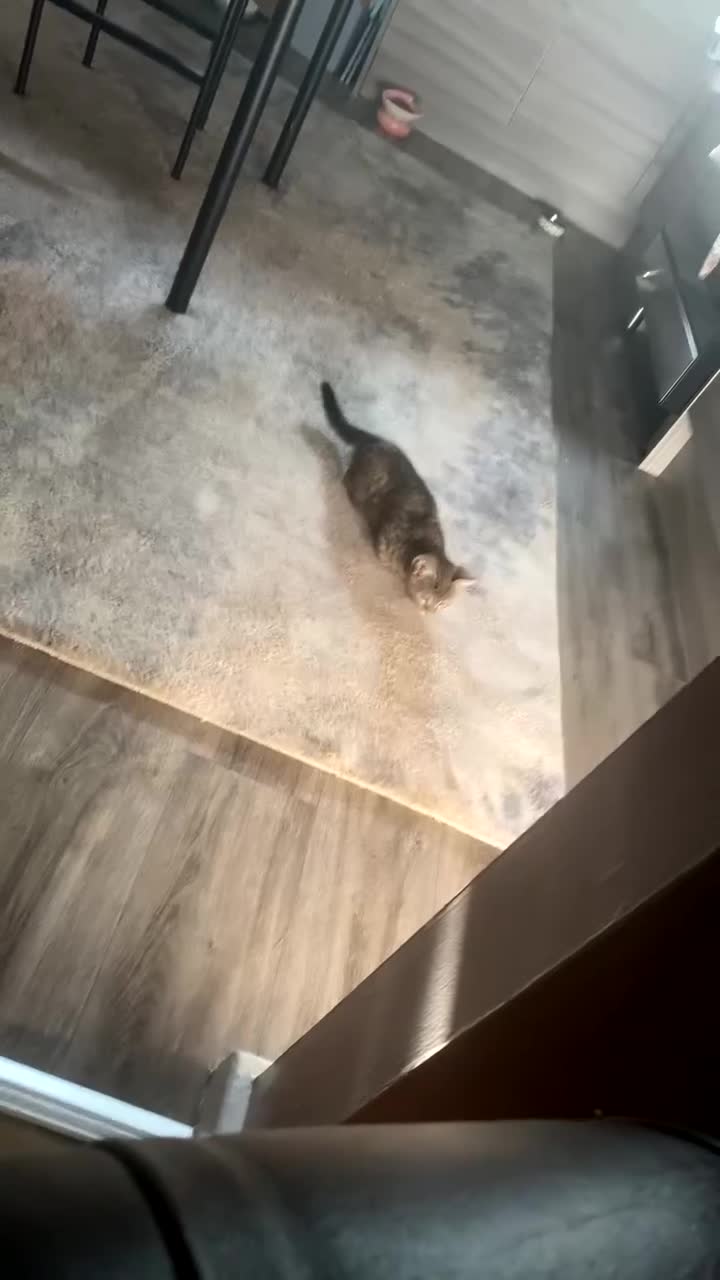 Bengal cats for sale: Beautiful baby bengal girl  - Video 3