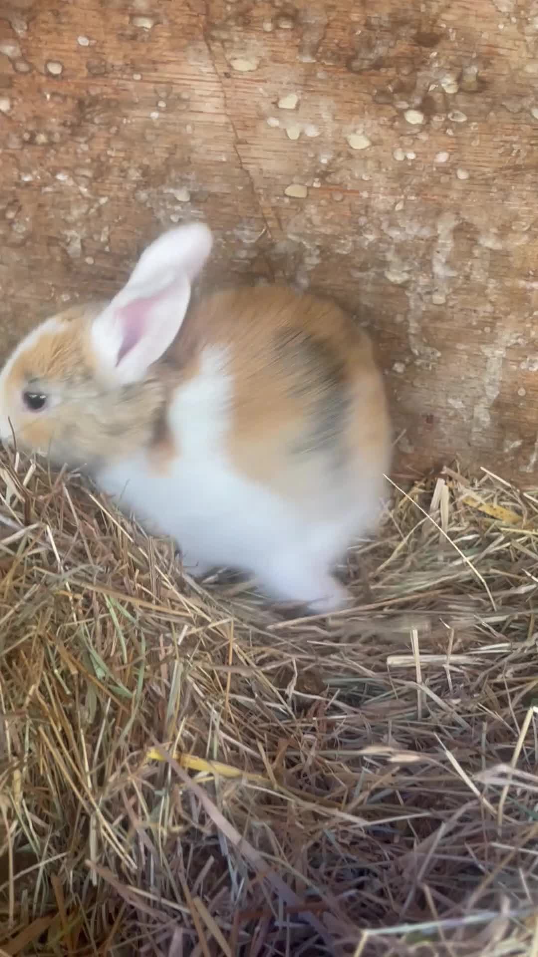 Dutch rabbits for sale: Baby bunnies for sale! in Castle Cary - Video 1