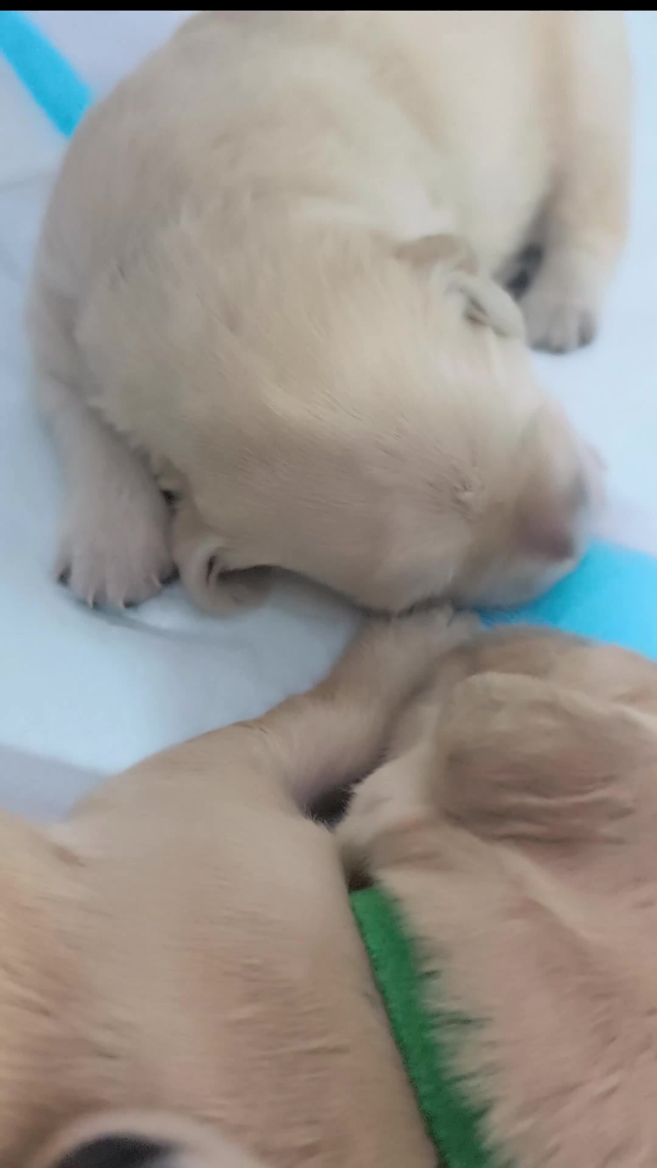 Golden Retriever dogs for sale: Gorgeous golden retriever puppies 🐕 - Video 1