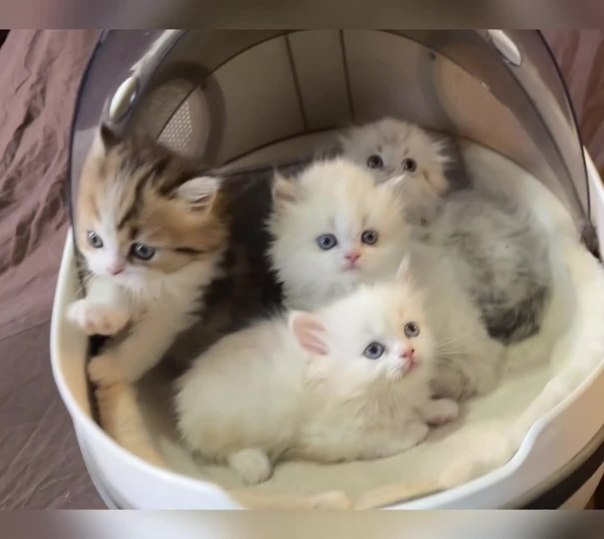 Munchkin cats for sale: TICA registered munchkin kittens  - Video 2