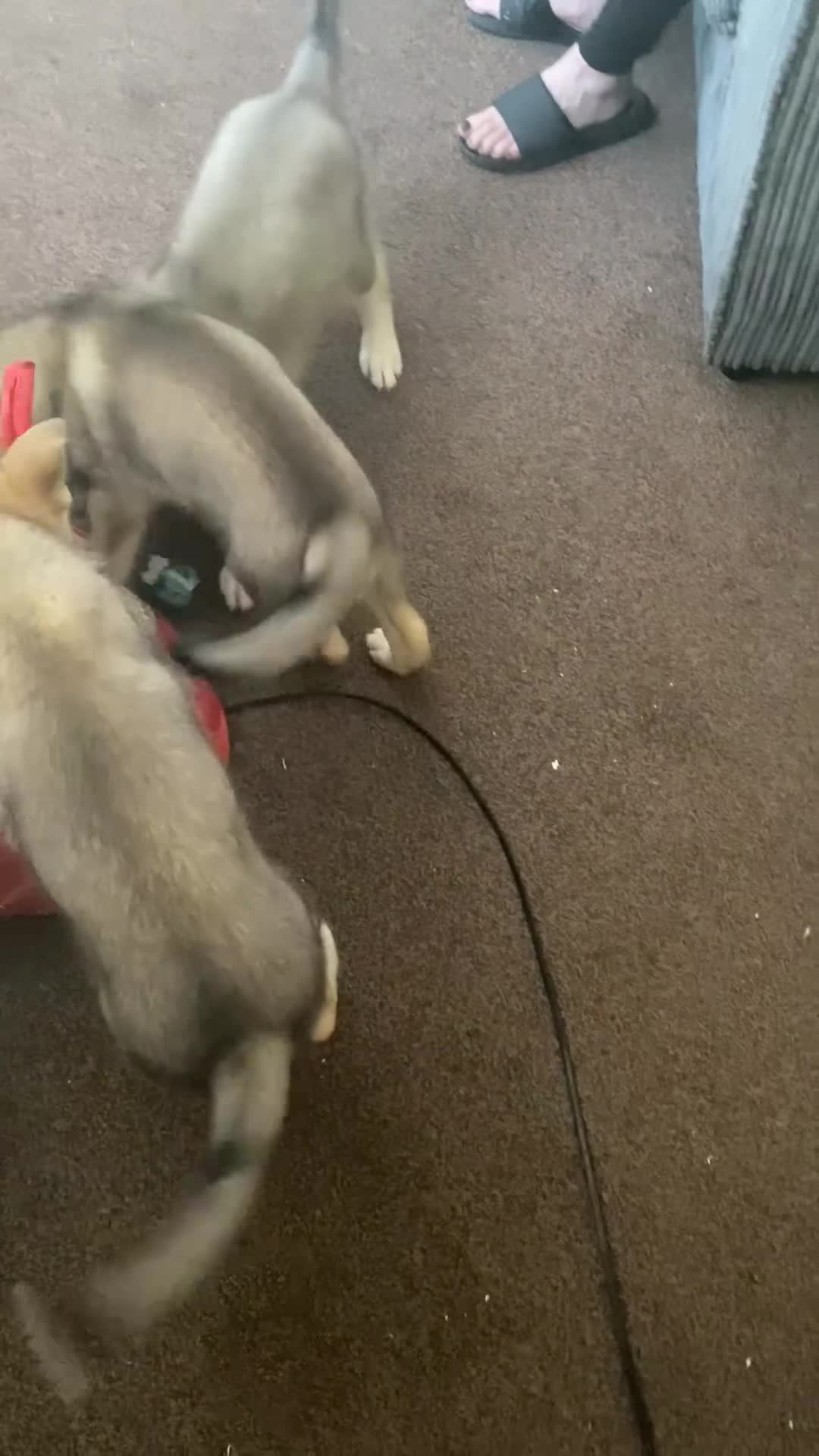 Mixed Breed dogs for sale: utanagan pups ready for their forever home - Video 1
