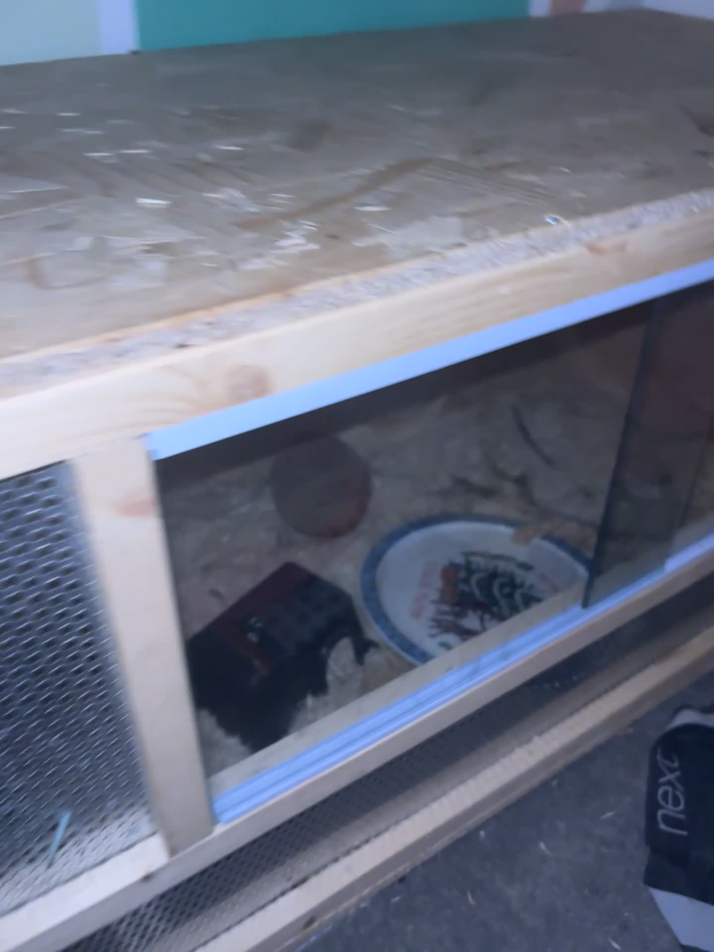 Snake reptiles for sale: Noodle the Hognose  - Video 5