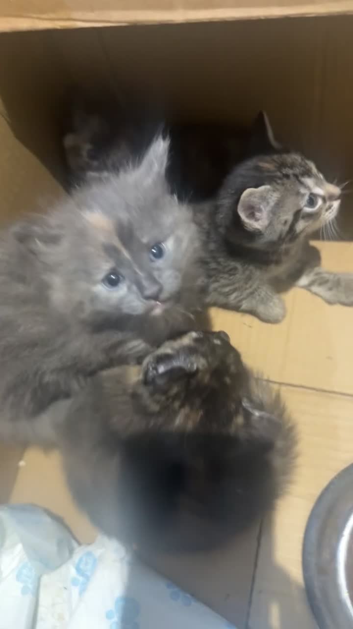 Mixed Breed cats for sale: Kitten  - Video 1