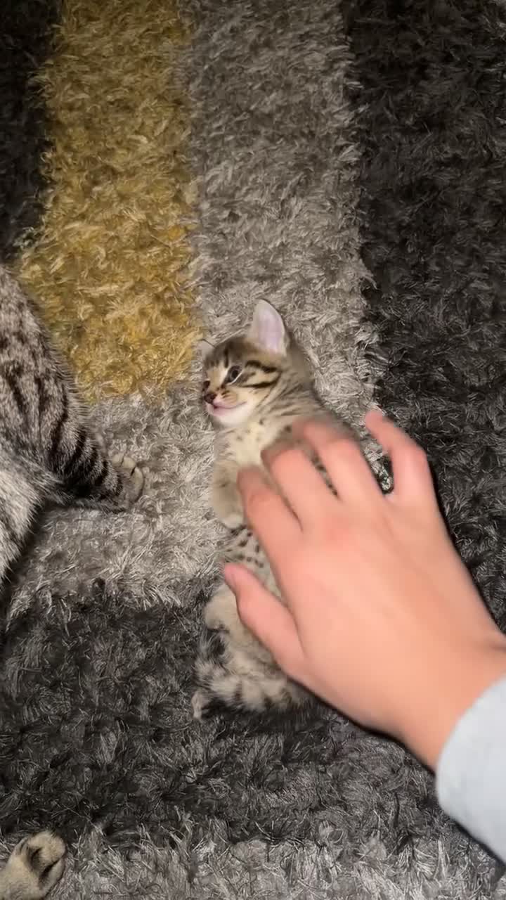 Domestic Shorthair cats for sale: Adorable tabby/bengal kittens to a good home - Video 1