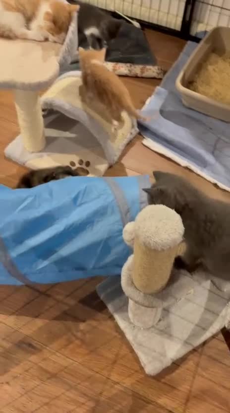 Mixed Breed cats for sale: Playful kittens for sale - Video 1