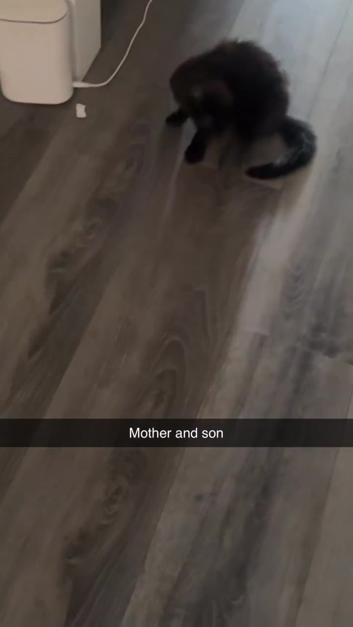 Mixed Breed cats for sale: Sweet black kitten - ready for a loving home - Video 1