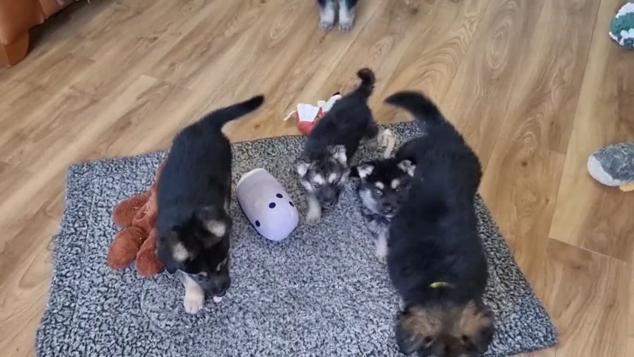 Shepsky dogs for sale: Stunning German Shepherd × Husky/Akita Puppies  in Much Wenlock - Video 1