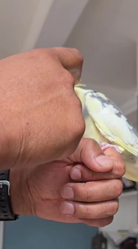 Cockatiels birds for sale: Hand-reared Cockatiel  - Video 1
