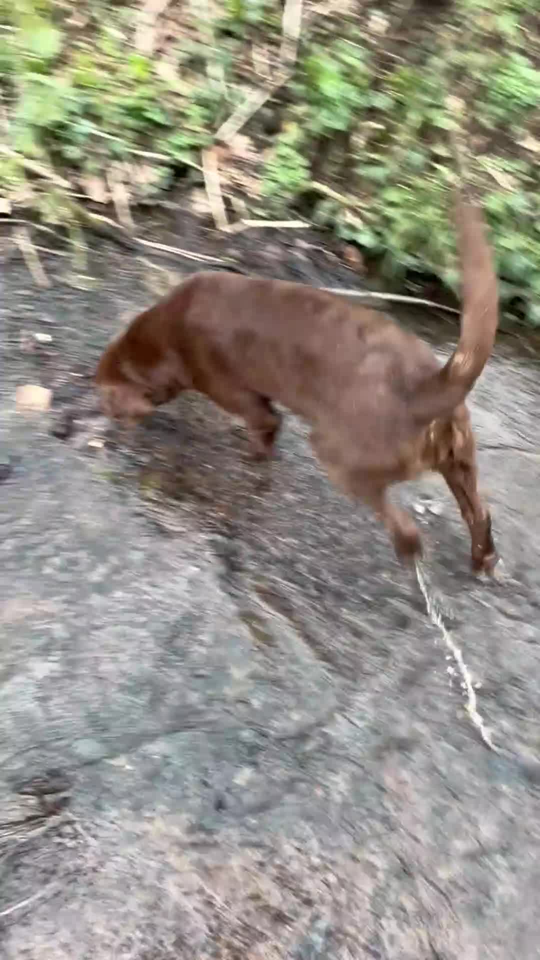 Labrador Retriever dogs for sale: Chocolate lab bitch for sale - Video 1
