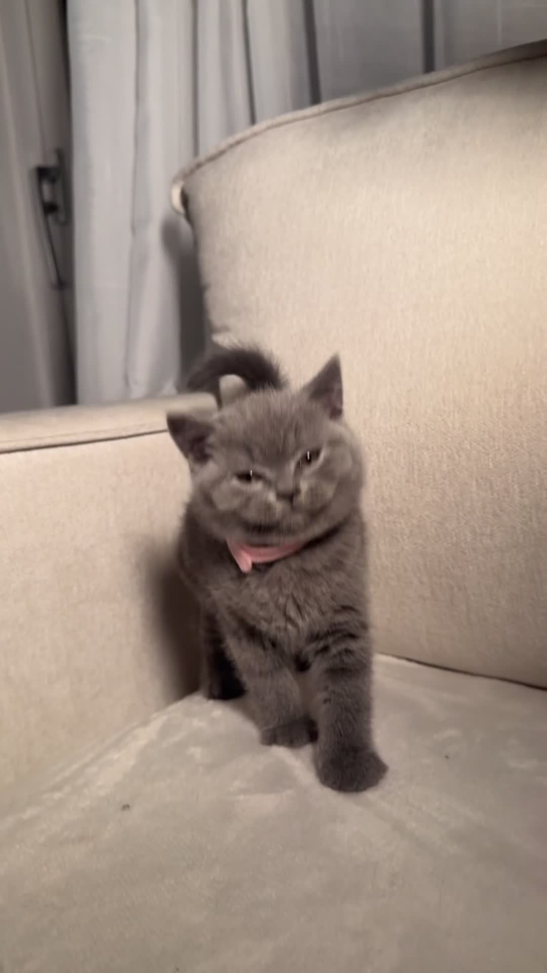 British Shorthair cats for sale: British short hair kittens  - Video 4