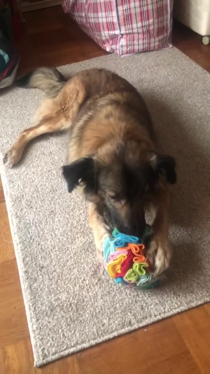 Mixed Breed dogs for adoption: Sweet Tripaw girl Rasu - Video 2