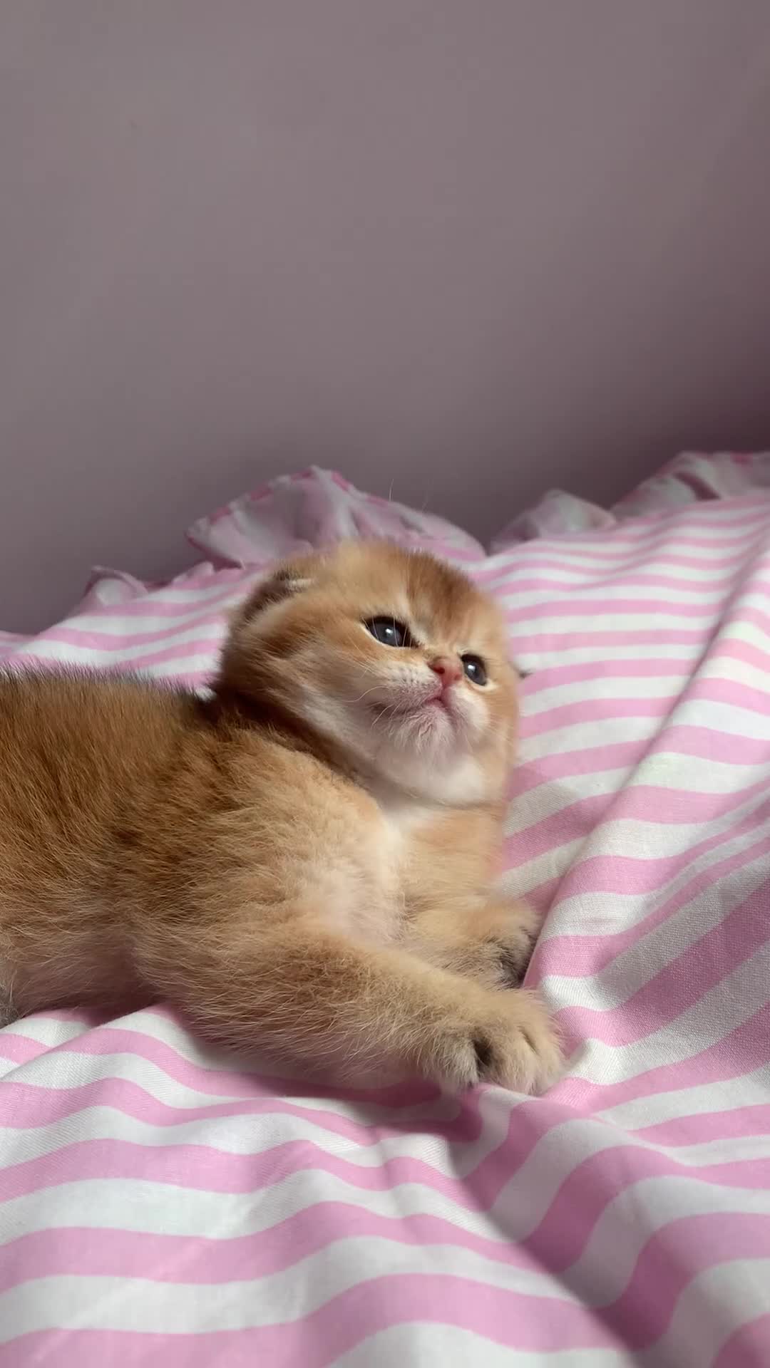 Scottish Fold cats for sale: Cute 🥰 Scottish fold TICA register  in Sutton - Video 3