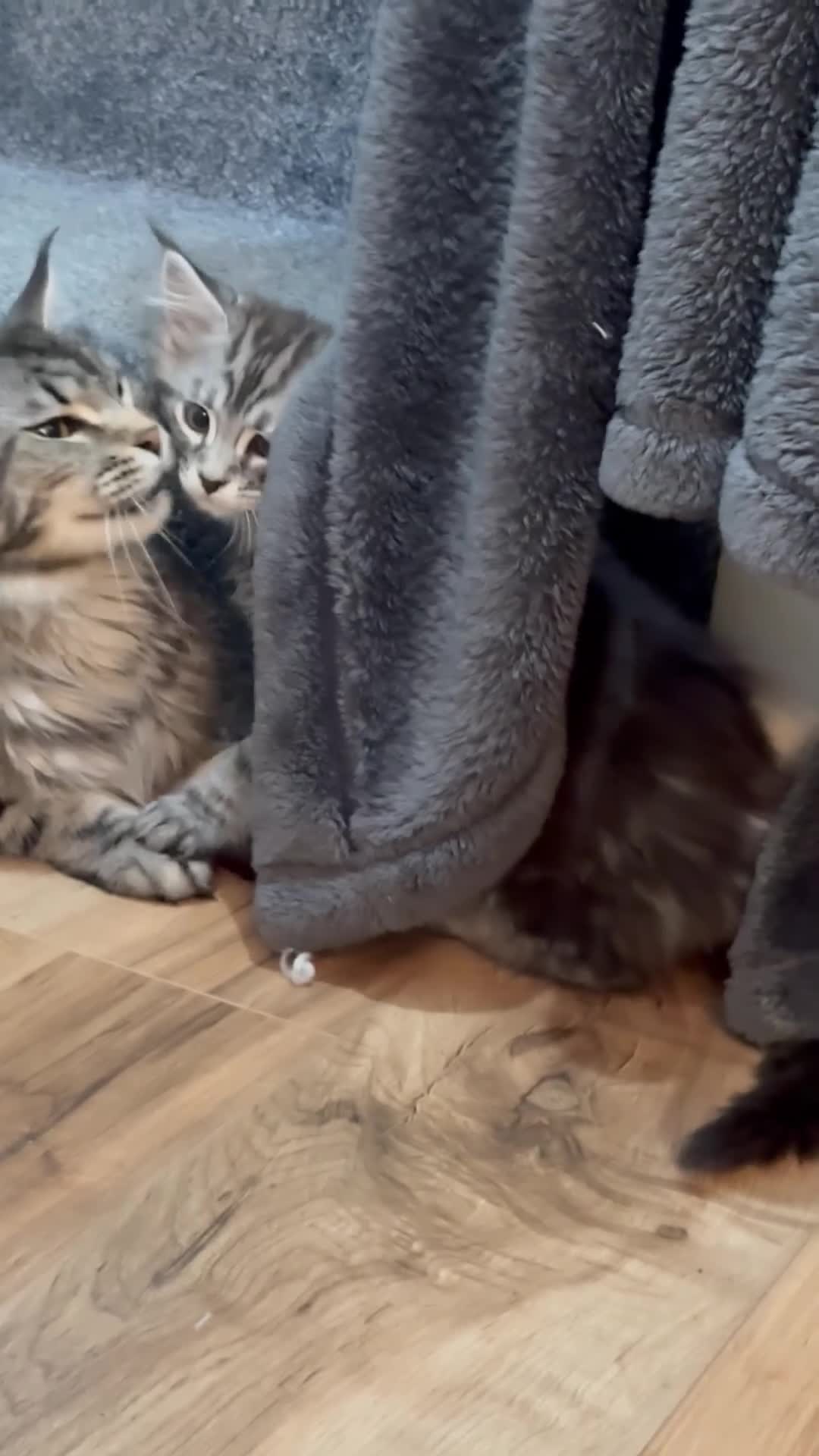 Maine Coon cats for sale: Gorgeous kittens  - Video 2