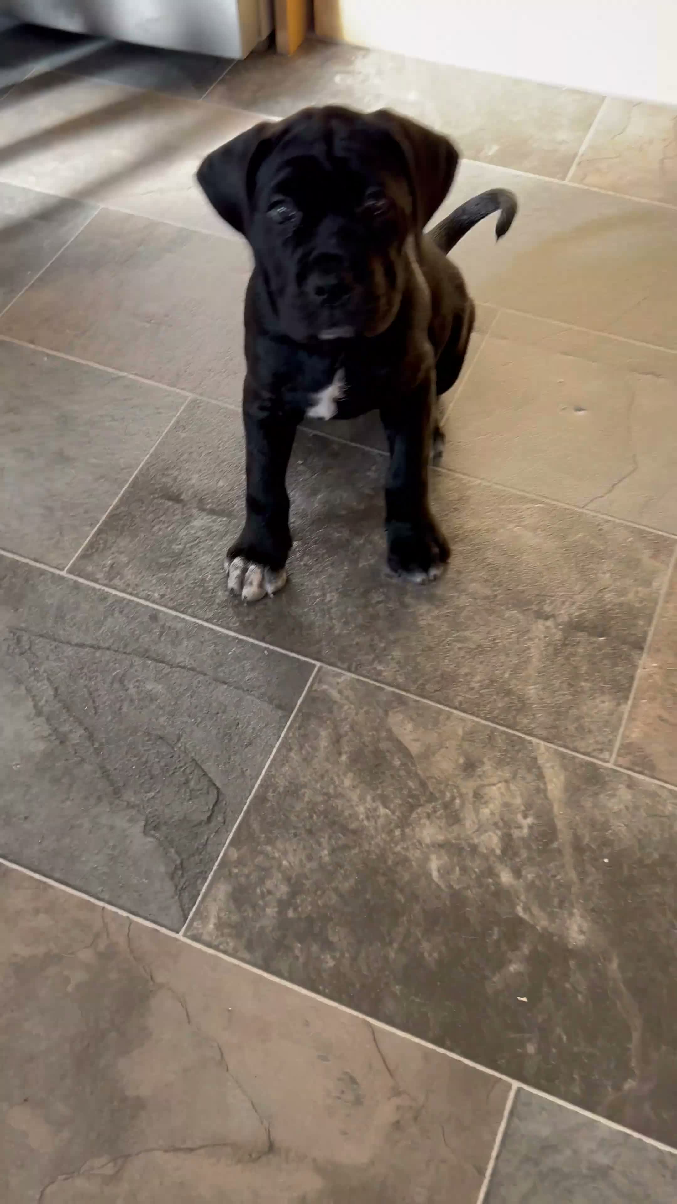 Cane Corso dogs for sale: CANE CORSO PUPPIES LOOKING FOR THEIR FOREVER HOMES - Video 1