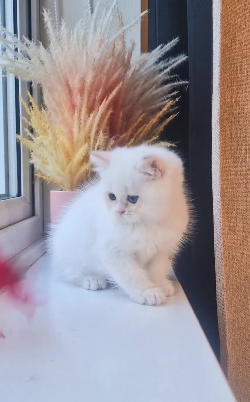 British Shorthair cats for sale: LAST KITTEN - Rare Golden Lilac Point BSH Girl - Video 1