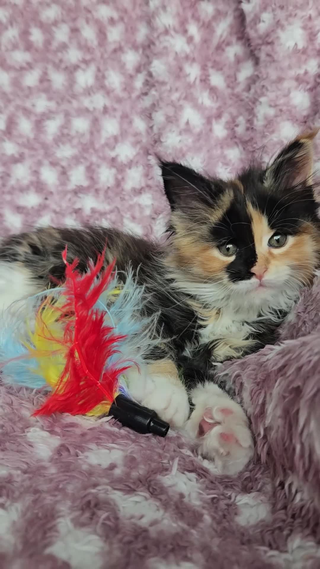 Maine Coon cats for sale: Beautiful Maine Coon Kittens - Video 2
