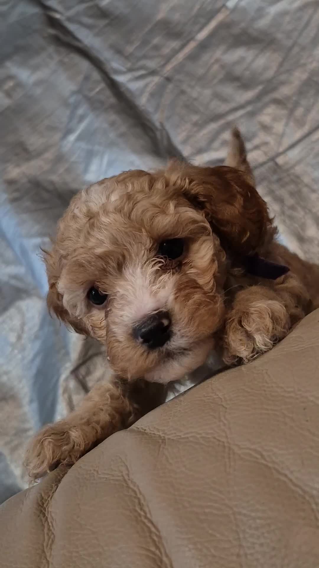 Cavapoo dogs for sale: Beautiful healthy cavapoo puppies - Video 1