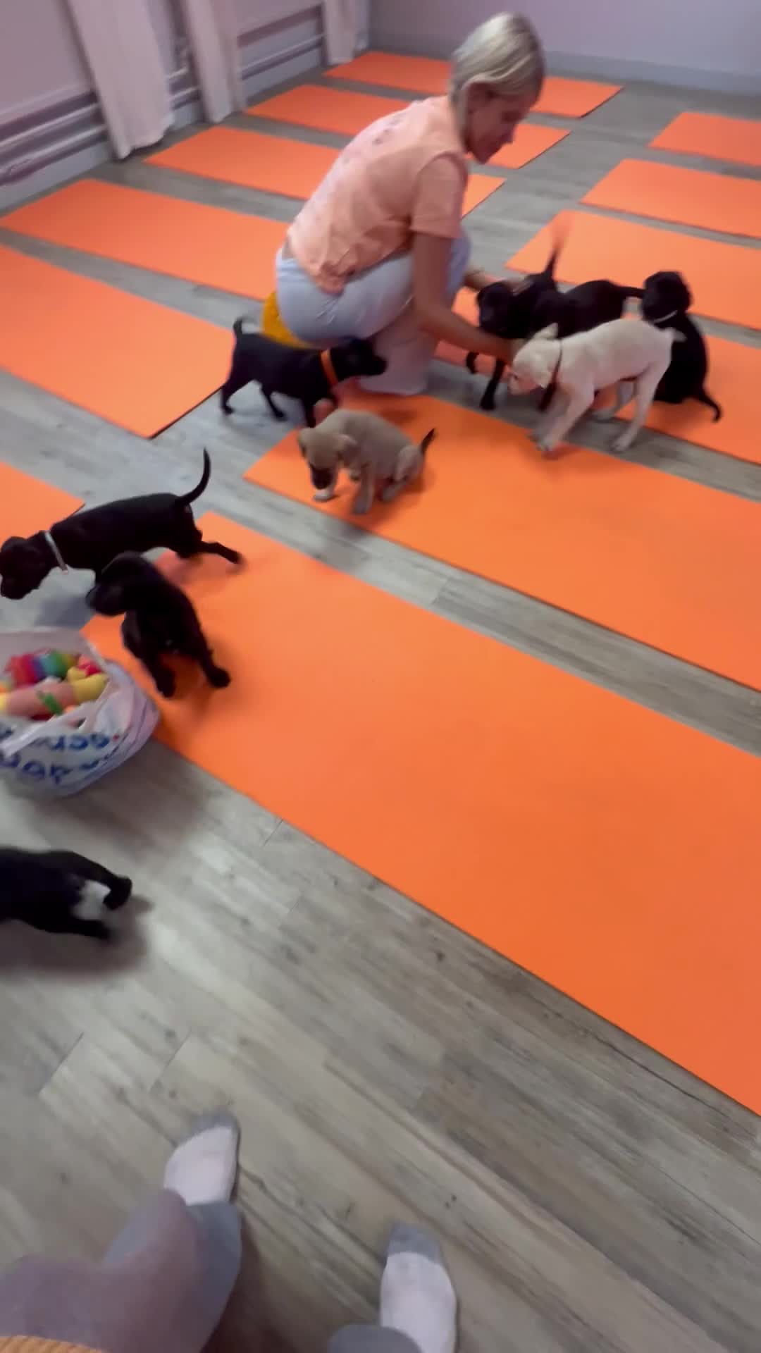 Labrador Retriever dogs for sale: Beautiful Labrador  - Video 2