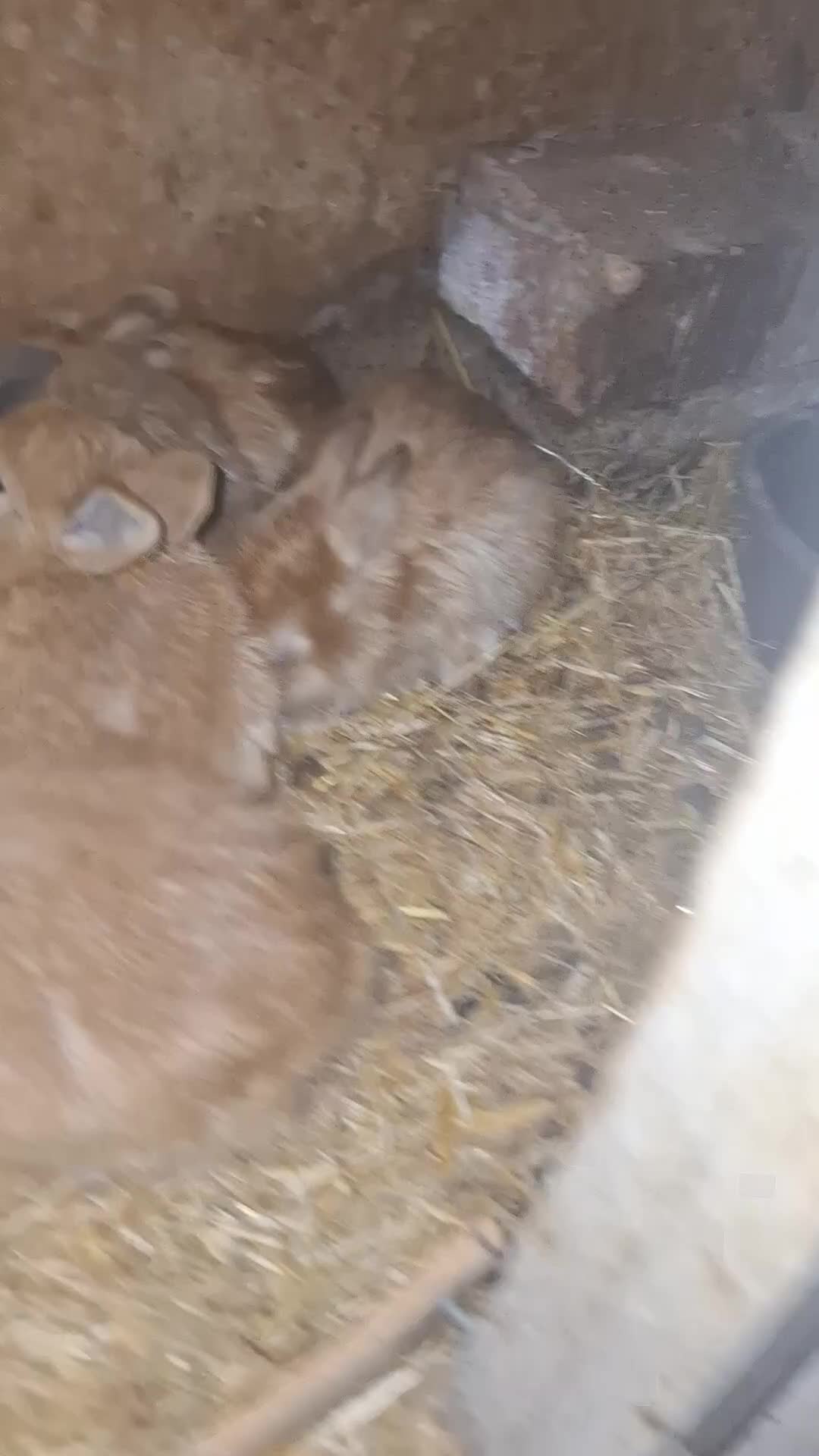 Mixed Breed rabbits for sale: Rabbit  - Video 4
