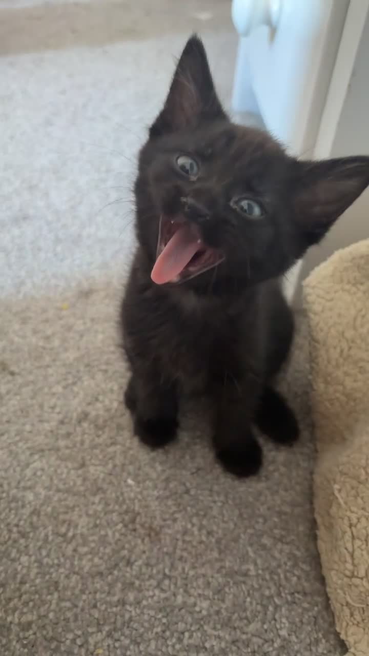 Mixed Breed cats for sale: black kittens  - Video 1