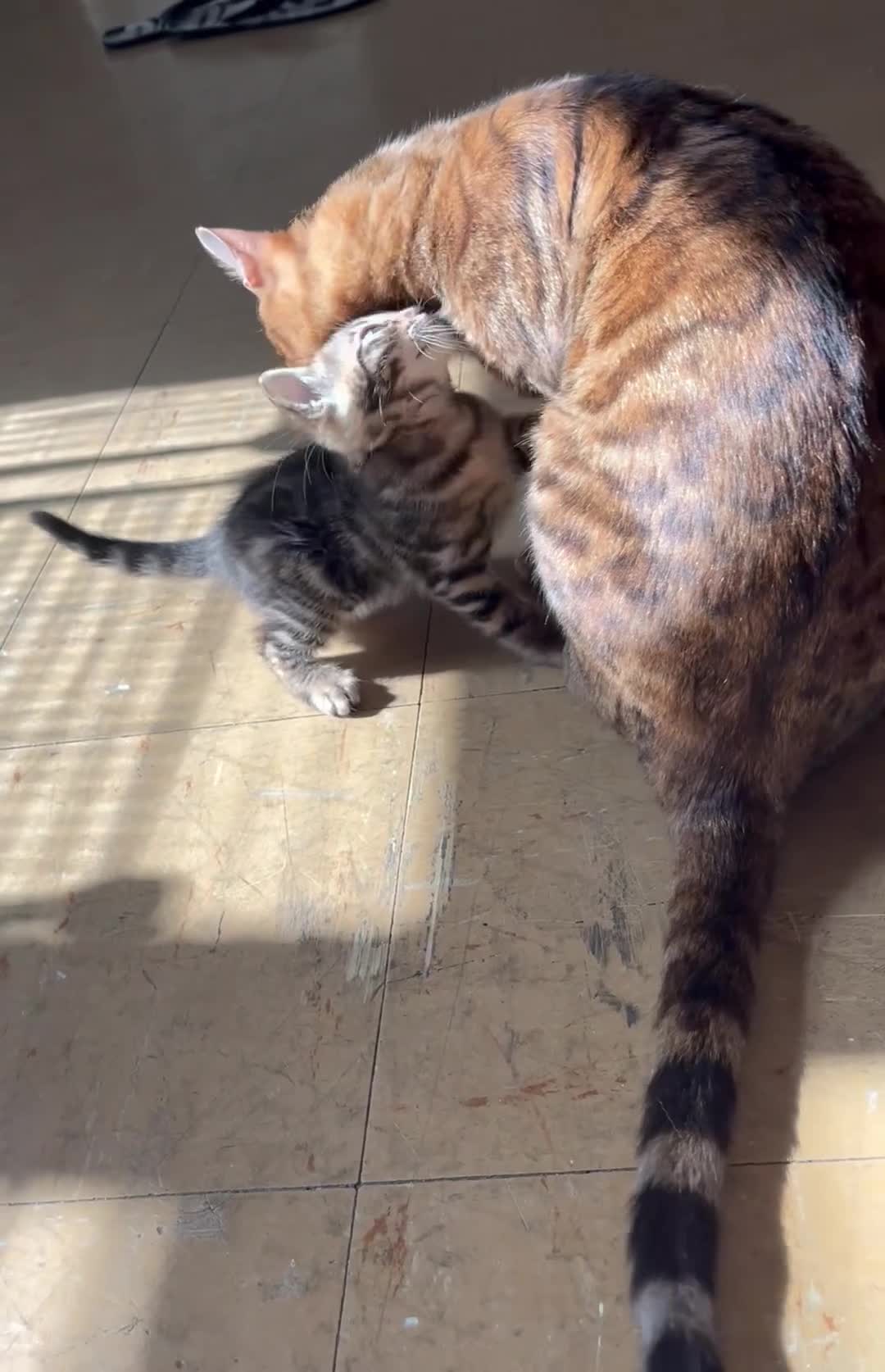 Bengal cats for sale: Stunning Charcoal Boy Kitten - Video 3