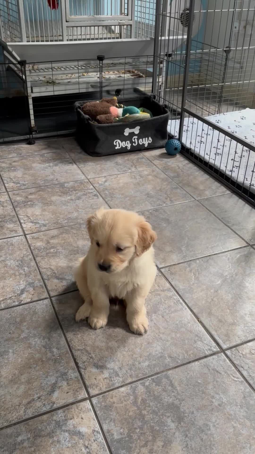 Golden Retriever dogs for sale: Two Boy puppies for sale - Video 1