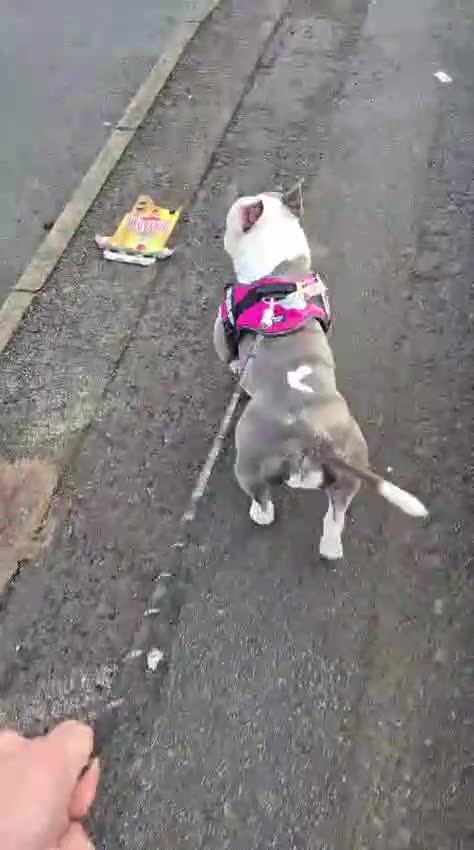 American Bully dogs for sale: BEAUTIFUL LUNA POCKET BULLY  - Video 1