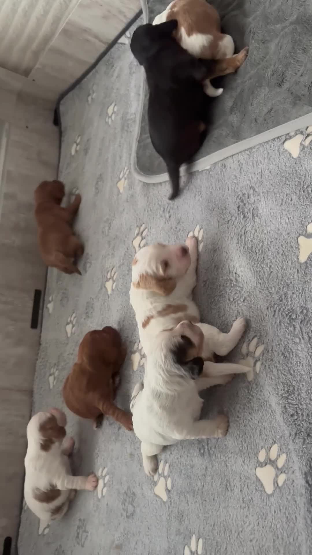 Cockapoo dogs for sale: Stunning F1B Cockapoo’s  in Cramlington - Video 1