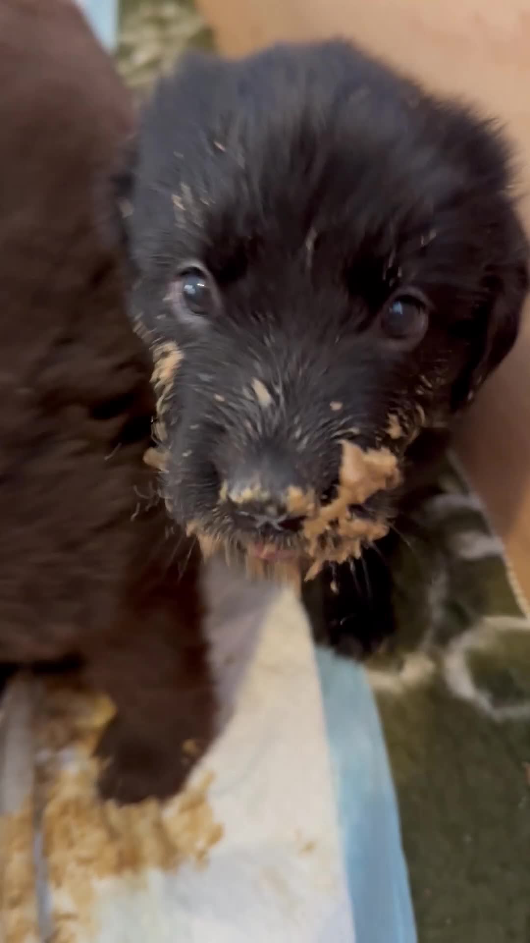 Newfoundland dogs for sale: Pure Newfoundland Puppies - Video 1