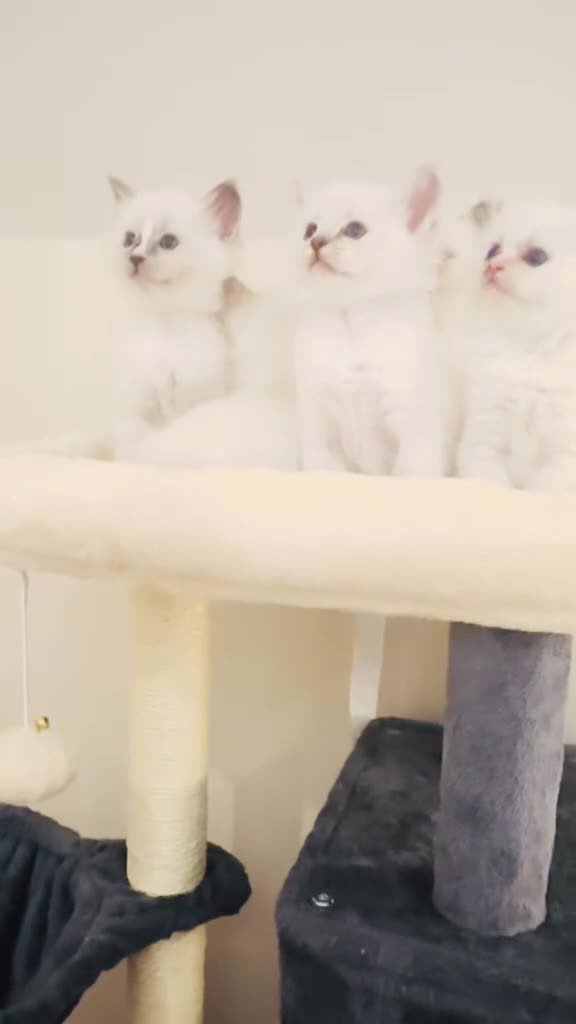 Ragdoll cats for sale: GCCF BEAUTIFUL RAGDOLL KITTENS  - Video 2