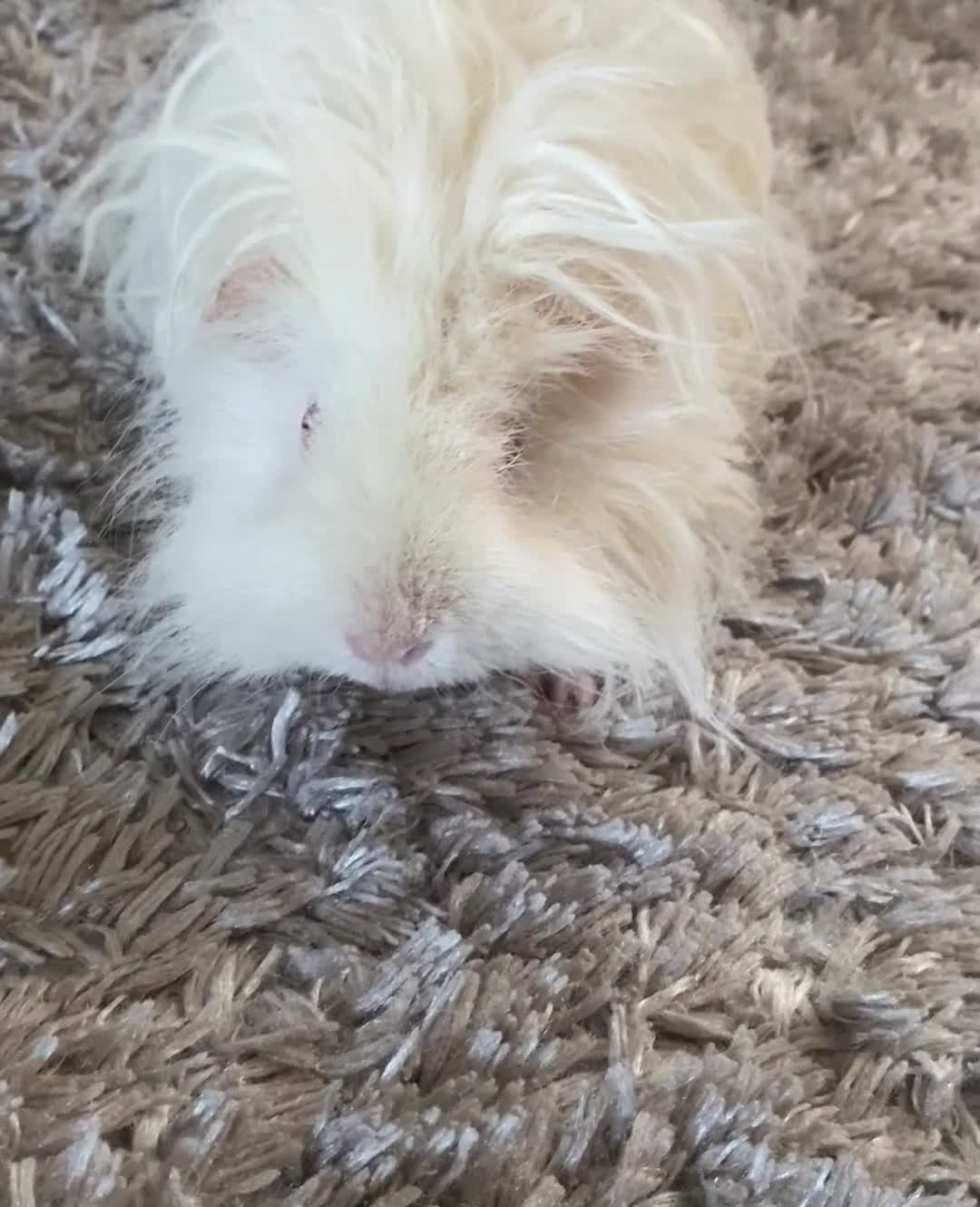 Guinea Pig rodents for sale: Purebred Lunkarya Guinea pigs - Video 1