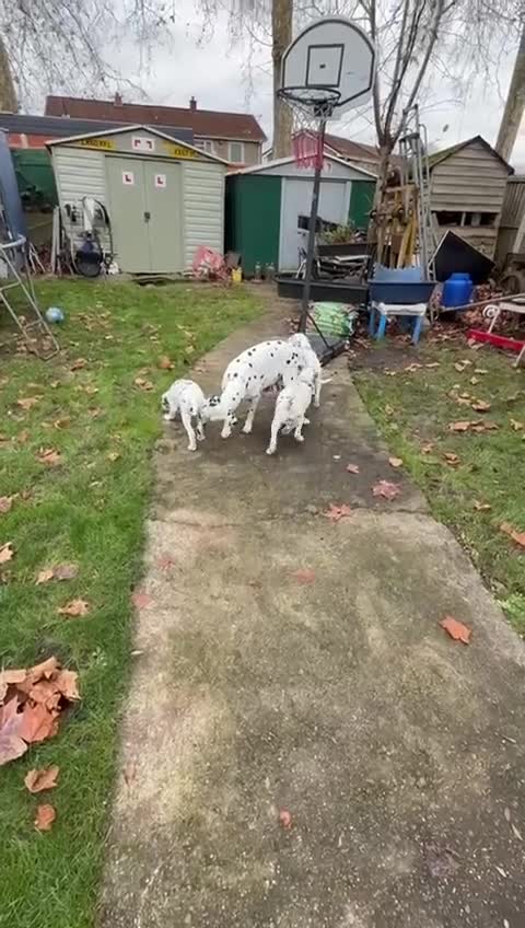 Dalmatian dogs for sale: Dalmațian puppies dogs for sale  - Video 2