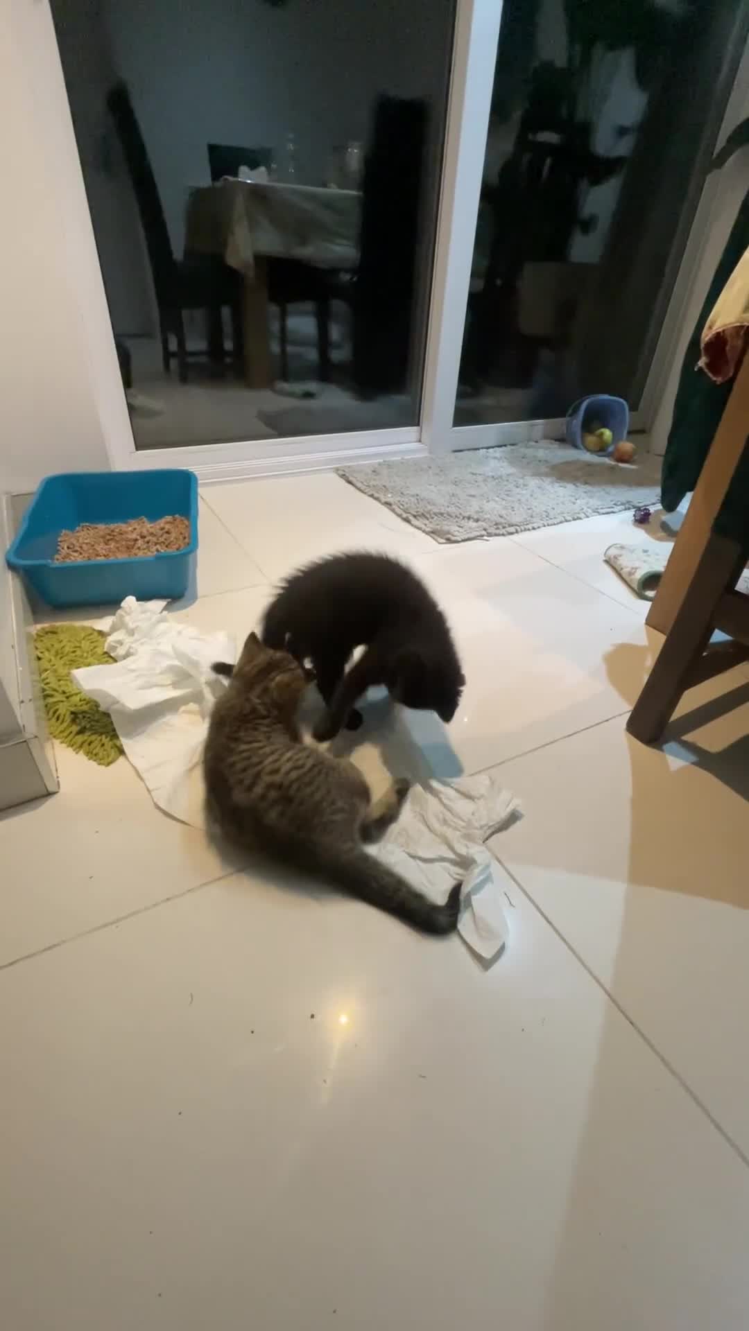 British Shorthair cats for sale: Exceptional BSH kitten, chocolate brown  - Video 2