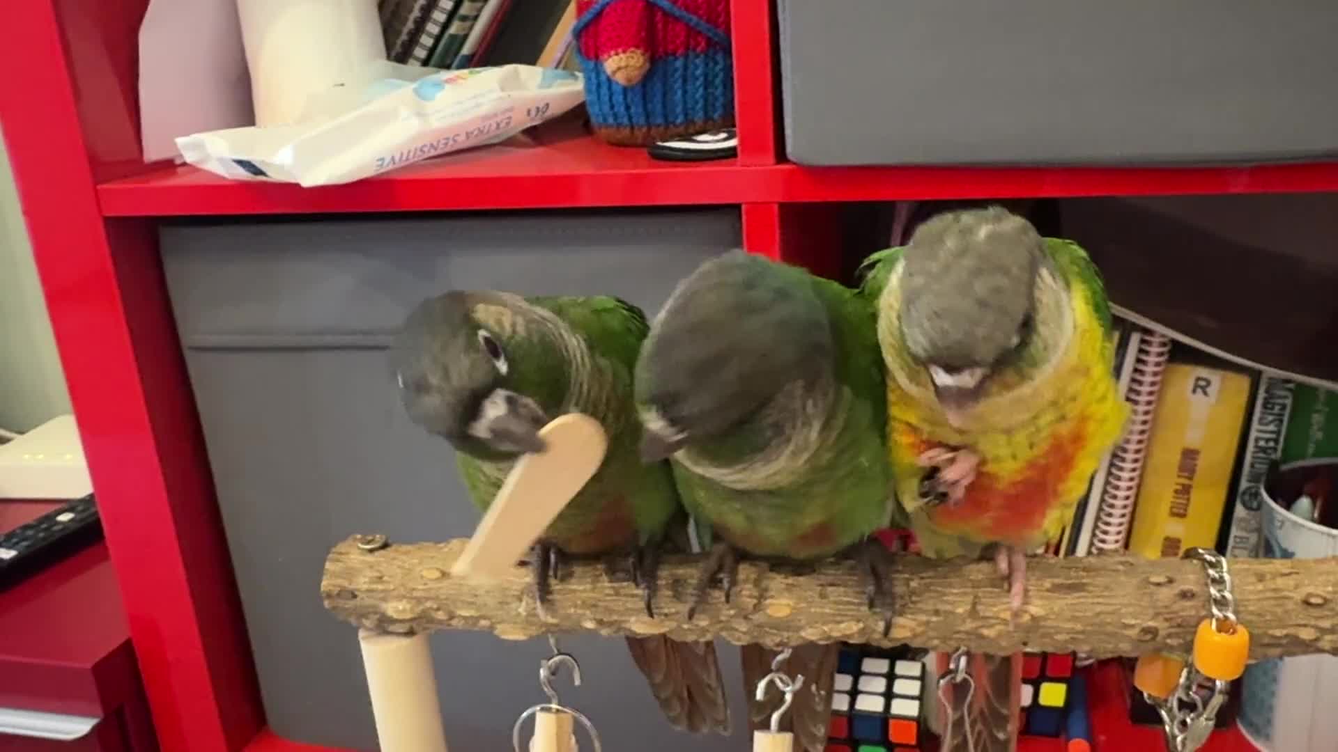 Conures birds for sale: 3 tamed beautiful baby conures - £250 each - Video 2