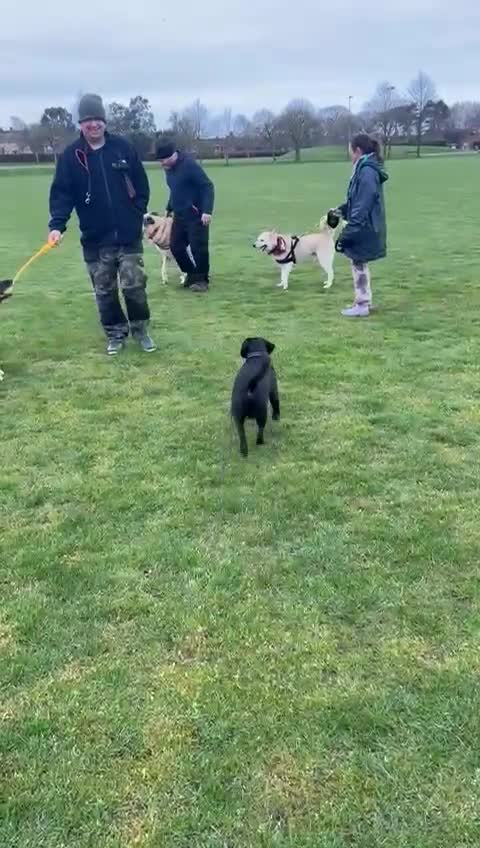 Mixed Breed dogs for adoption: Handsome Fivos Huskey X Shepherd in Norwich - Video 3