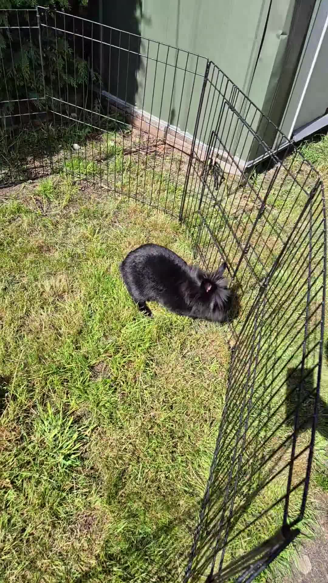 Lionhead rabbits for sale: Female lion head rabbit in Ipswich - Video 2