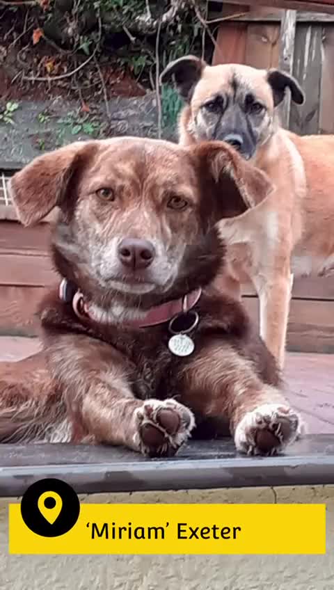 Mixed Breed dogs for adoption: Miriam, 14 months approx. Available for adoption.. - Video 1