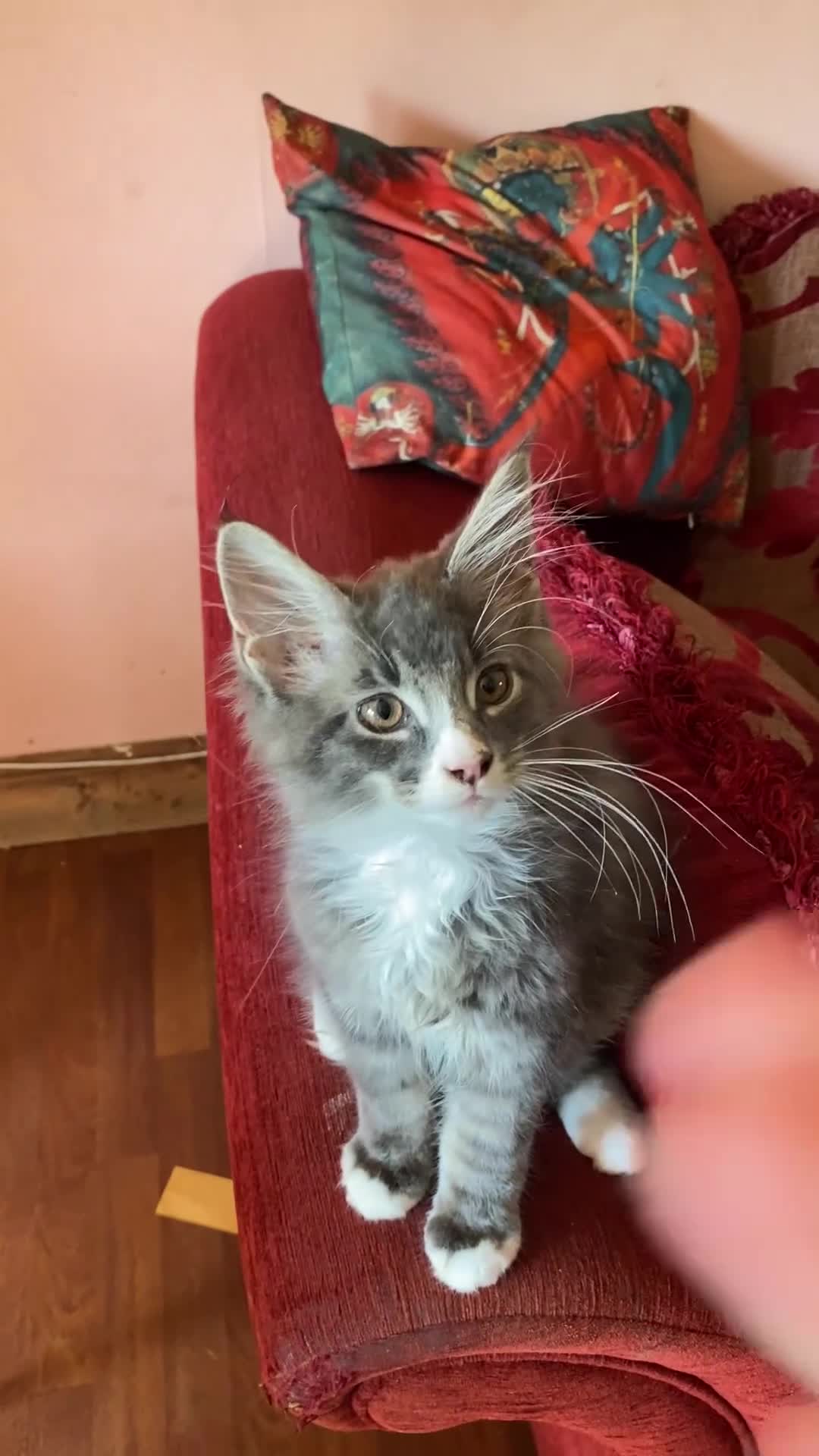 Maine Coon cats for sale: Maine Coon kittens,  - Video 4