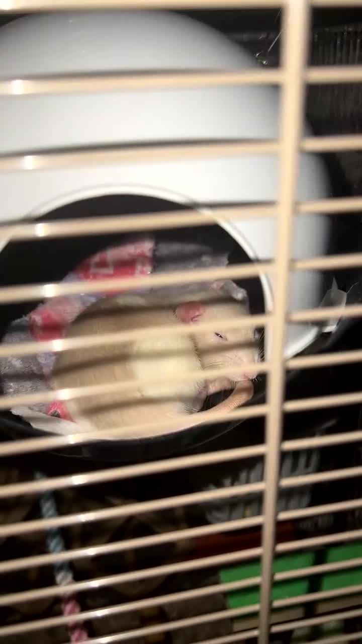 Rat rodents for sale: 3 male rats looking for a loving new home - Video 3