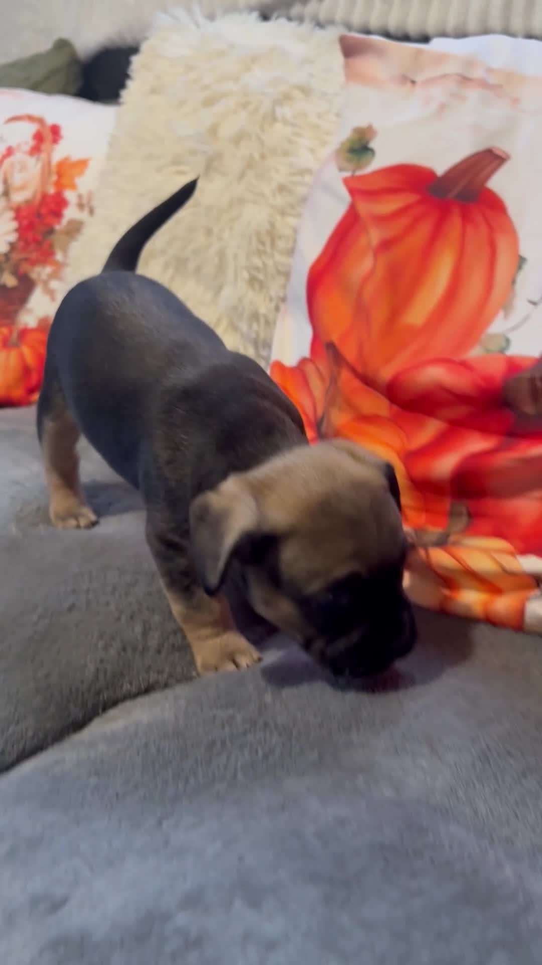 Mixed Breed dogs for sale: french bulldog x cairnterrier READY ON 7/10  - Video 4