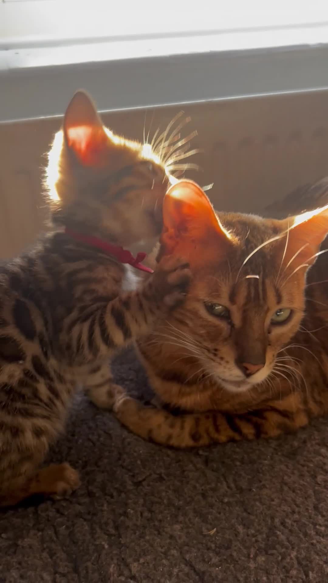 Bengal cats for sale: 4 tiger cub bengal girls for sale  - Video 1