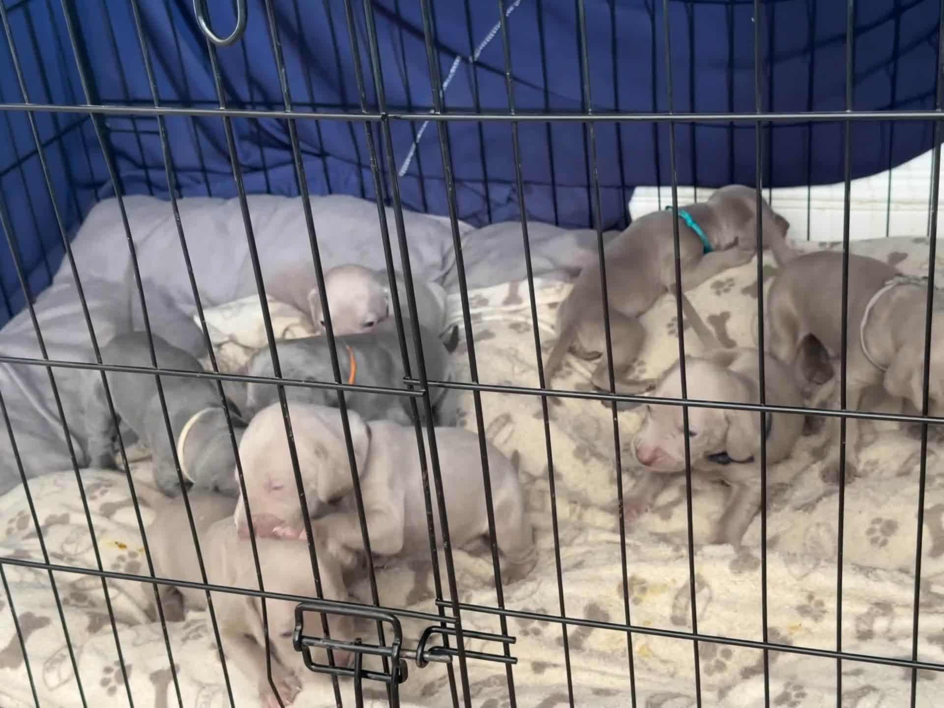 Weimaraner dogs for sale: (3 remaining!) 8 Stunning KC 🩷&💙 Weimaraner pups in Thetford - Video 3