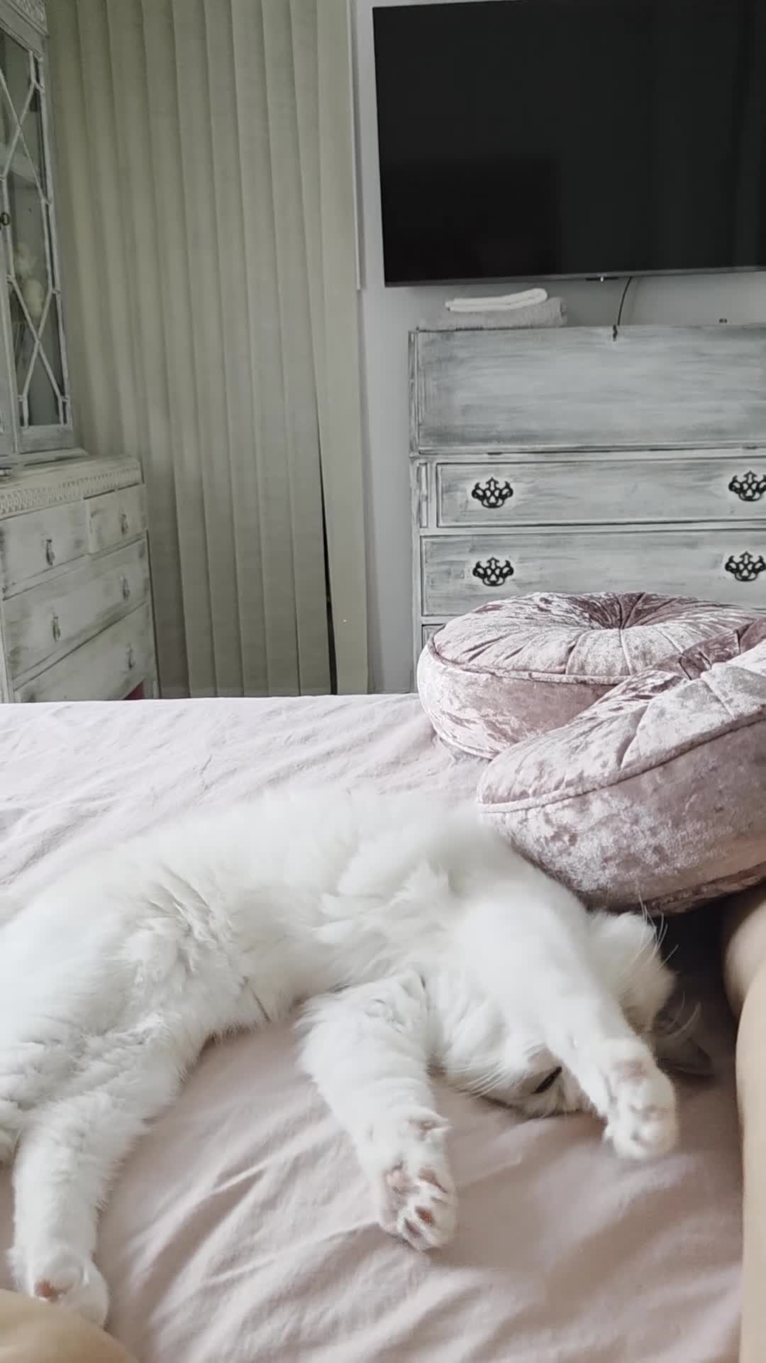 Ragdoll cats for sale: Ragdoll kittens are looking for forever home  - Video 2